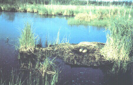 common loon nest. The Common Loon
