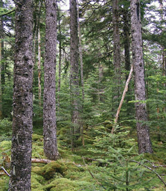 Nova Scotia Forests